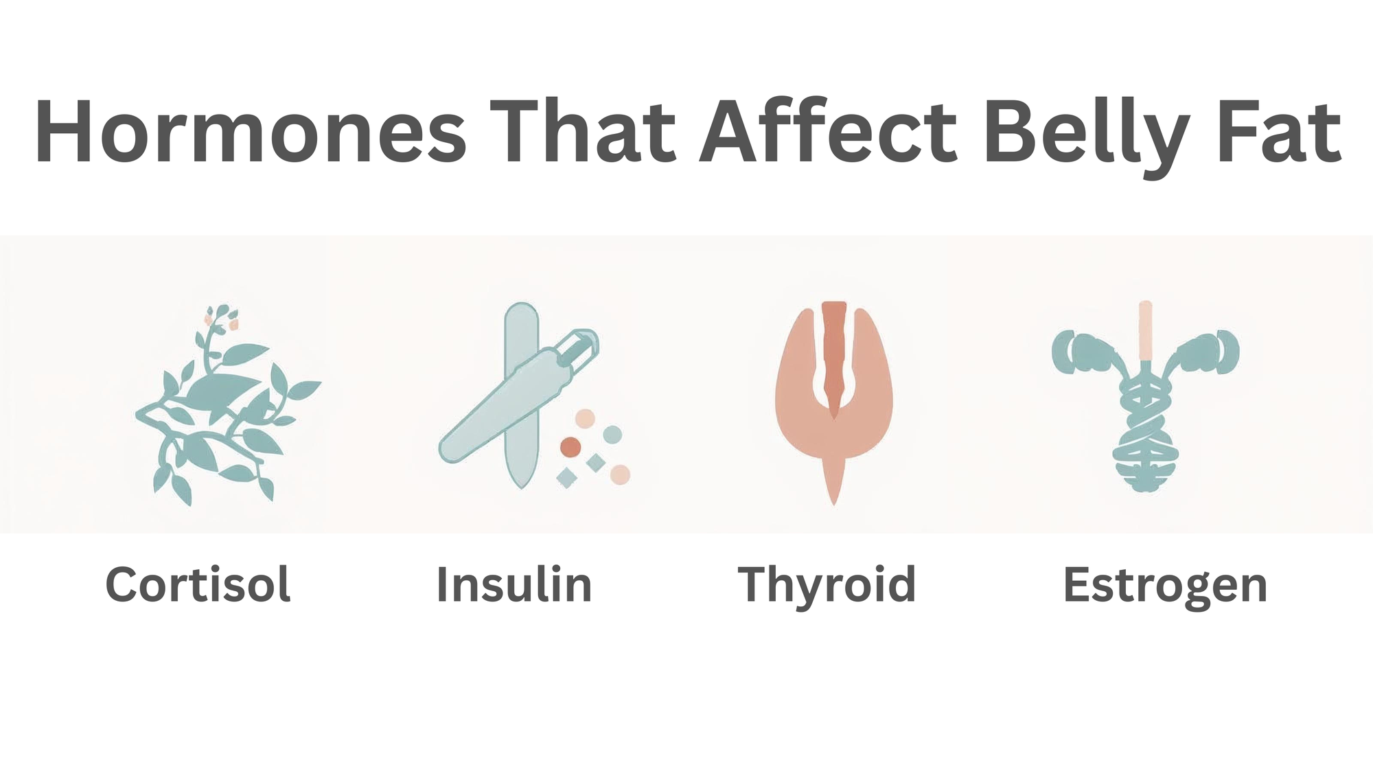 Infographic of four hormones—cortisol, insulin, thyroid hormone, estrogen—showing how they influence belly fat